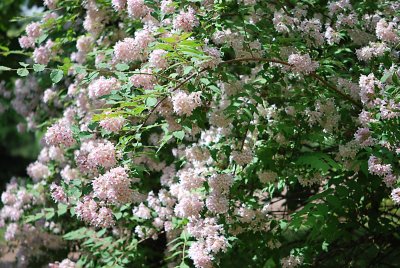 Kolkwitzia amabilis - kolkwitzia krásná - rozkvetlý keř